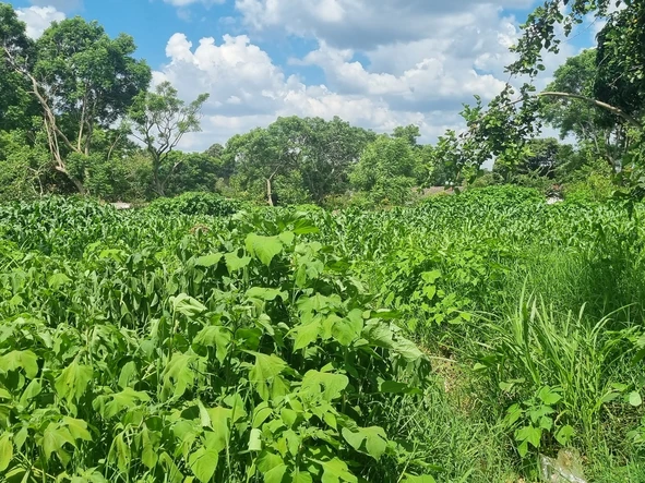 Stands & Residential Land