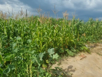 Stands & Residential Land