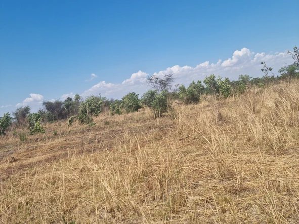 Farm & Agricultural Land