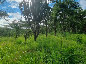 Farm & Agricultural Land