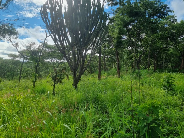 Farm & Agricultural Land