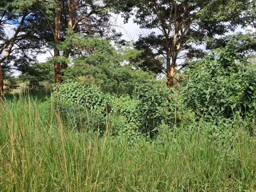 Stands & Residential Land