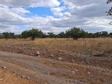 Farm & Agricultural Land