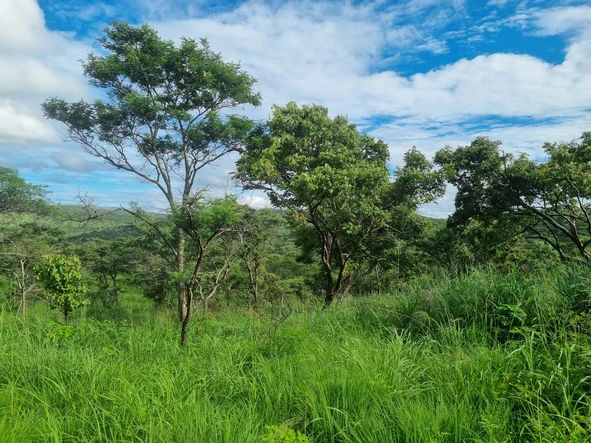 Farm & Agricultural Land