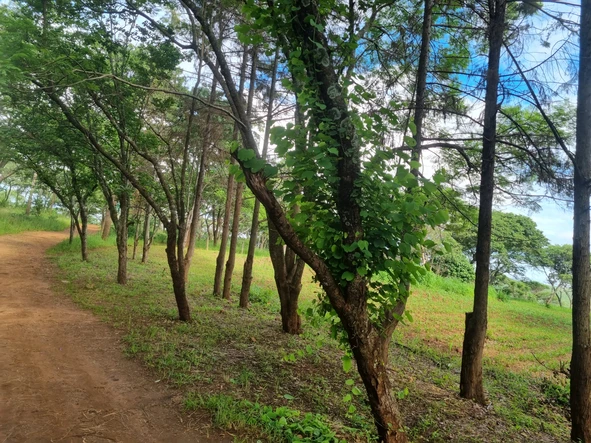 Farm & Agricultural Land