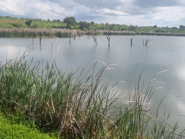 Farm & Agricultural Land