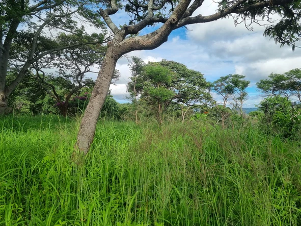 Farm & Agricultural Land