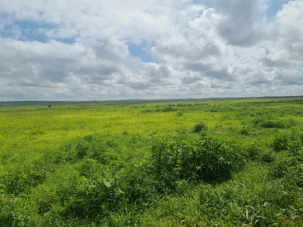 Farm & Agricultural Land